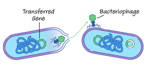 Diagram of bacterial transduction by bacteriophage