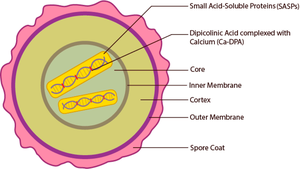 Structure of a bacterial endospore