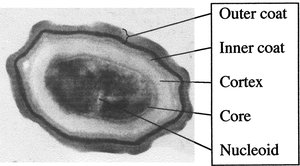Electron micrograph of an endospore