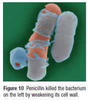 Penicillin action on bacterial cell wall