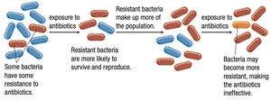 Development of antibiotic resistance in bacteria