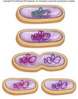 Diagram of binary fission in bacteria