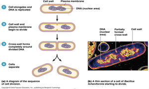 Stepwise process of binary fission