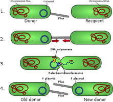 Diagram of bacterial conjugation