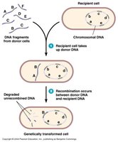 Diagram of bacterial transformation