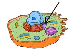 Rough ER in cell diagram