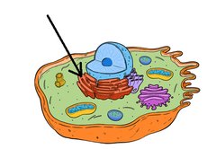 Rough ER in cell diagram