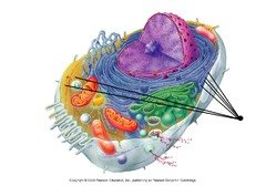 Ribosome in cell diagram