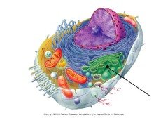 Golgi apparatus in cell diagram