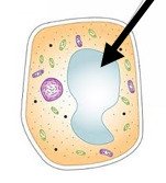 Central vacuole in plant cell