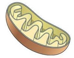 Mitochondrion structure