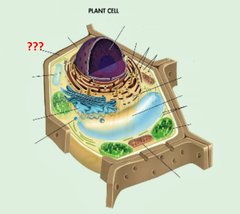 Plant cell wall and organelle
