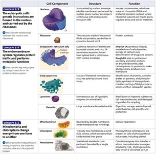 Table of cell components, structures, and functions including nucleus, ribosome, ER, Golgi, lysosome, vacuole, mitochondrion, chloroplast, peroxisome