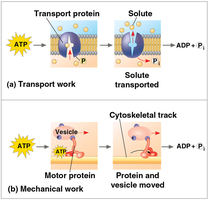 Examples of ATP-driven transport and mechanical work