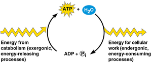 The ATP cycle: coupling catabolism and cellular work