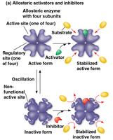 Allosteric regulation: activators and inhibitors