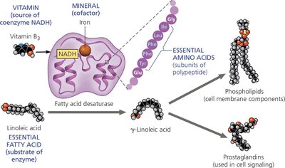 Roles of essential nutrients in biosynthetic reactions