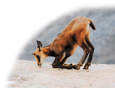 Herbivore licking salt from rocks to obtain minerals