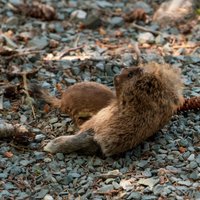 American Ermine carrying a piece of a hare