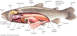 Anatomy of a trout, a ray-finned fish