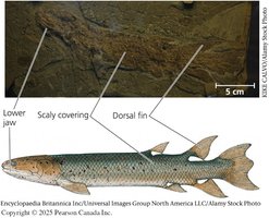 Ancient lobe-fin reconstruction