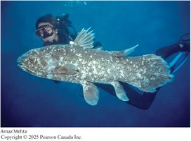 A living coelacanth (Latimeria)