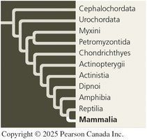 Phylogenetic position of mammals