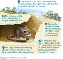 Adaptations of the kangaroo rat to dry habitat