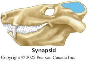 Synapsid skull