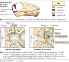 Evolution of the mammalian ear bones