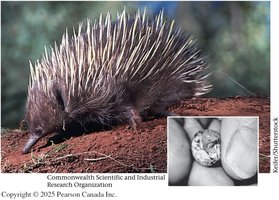 Short-beaked echidna, a monotreme