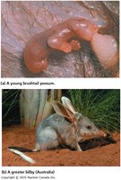 Australian marsupials