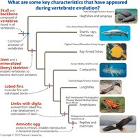 Key characteristics in vertebrate evolution