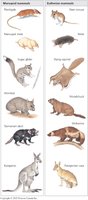 Convergent evolution of marsupials and eutherians