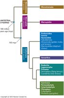 Mammalian diversity phylogeny