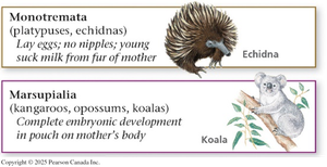 Monotremata and Marsupialia
