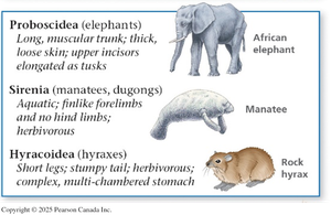 Proboscidea, Sirenia, Hyracoidea