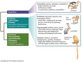 Xenarthra, Rodentia, Lagomorpha, Primates
