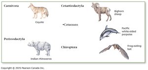 Carnivora, Cetartiodactyla, Perissodactyla, Chiroptera