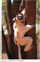 Verreaux’s sifakas, a type of lemur