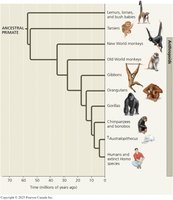 Phylogenetic tree of primates