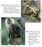 New World monkeys and Old World monkeys