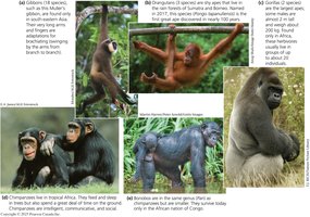 Nonhuman apes