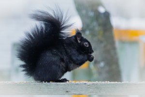 Example vertebrate (squirrel)