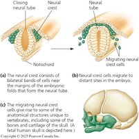Neural crest development and migration