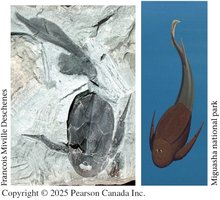 Fossil of early gnathostome