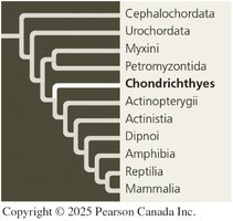 Phylogenetic position of Chondrichthyes