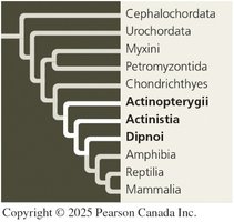 Phylogenetic position of ray-finned fishes and lobe-fins