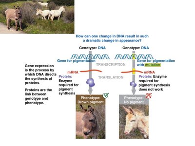 Diagram showing how a DNA mutation affects pigmentation in donkeys