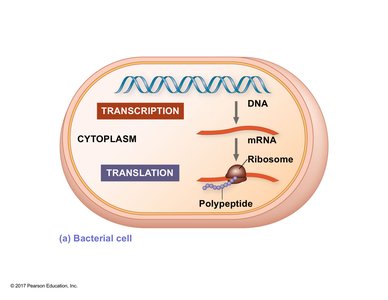 Gene expression in a bacterial cell